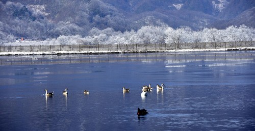 神农架大九湖高山湿地风光（2016年1月8日摄）。